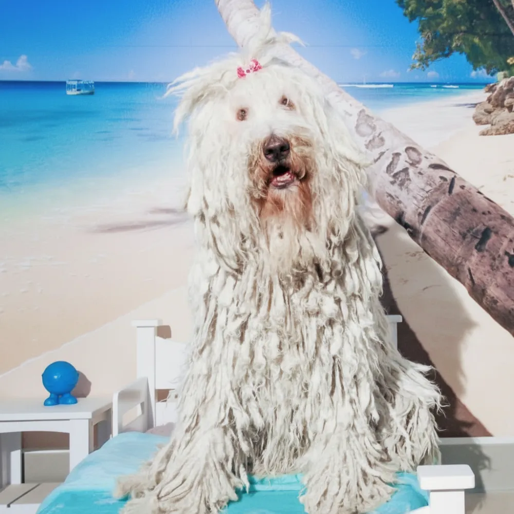 Luxury boarding suites at Paw Hills