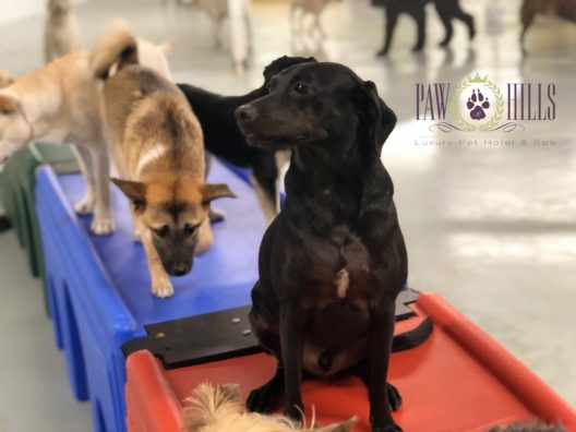 Dogs playing at Paw Hills daycare