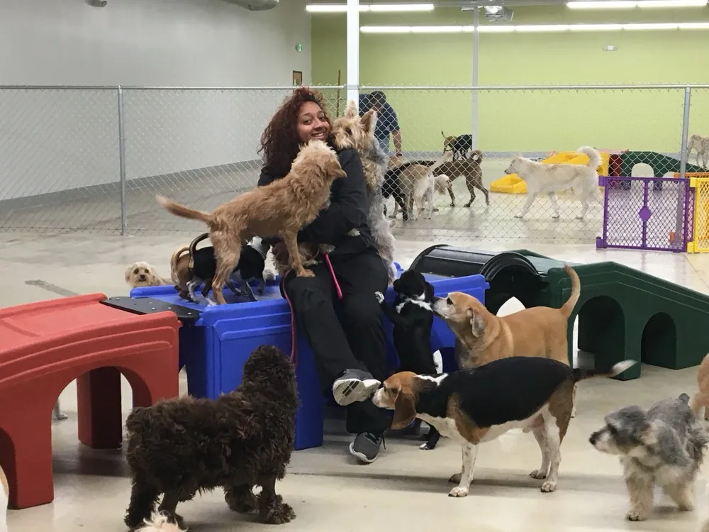 Paw Hills daycare