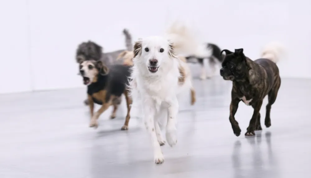 Paw Hills daycare