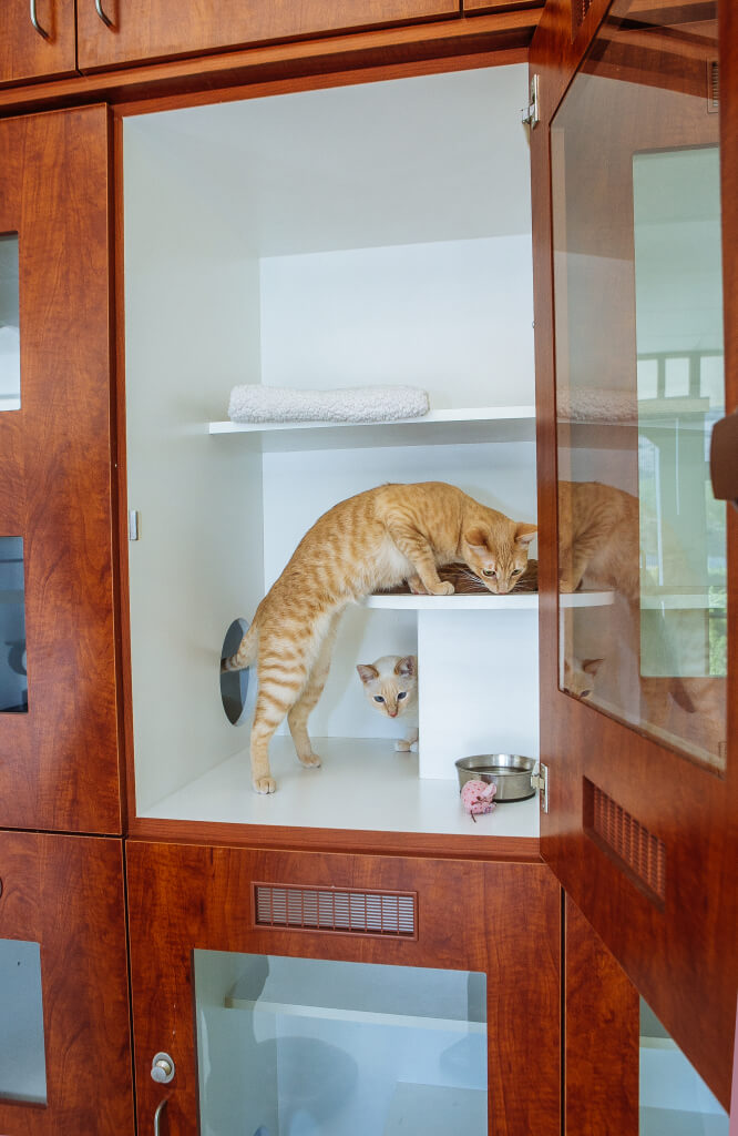 Kitty Condo