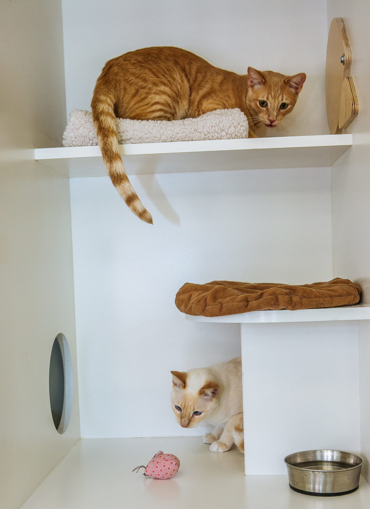 Premium Cat Trees